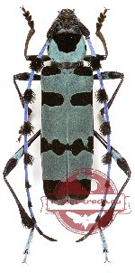 Rosalia lameerei