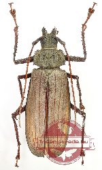 Xixuthrus axis