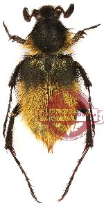 Amphicoma florentini (A2)