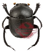 Gymnopleurus sp. 3 (5 pcs)