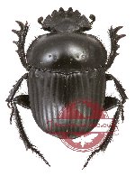 Scarabaeus laticollis (5 pcs)