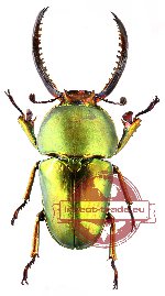 Lamprima adolphinae (7 pcs)