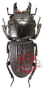 Nigidionides parryi (A2)