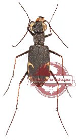 Myriochila moseri (10 pcs A-/A2)