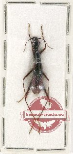 Neocollyris (Pachycollyris) bipartita