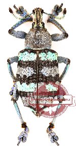 Eupholus magnificus (10 pcs A-/A2)