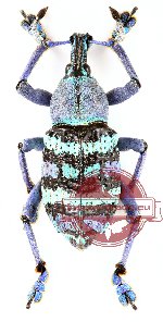 Eupholus magnificus (A2)