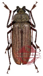 Xixuthrus microcerus microcerus