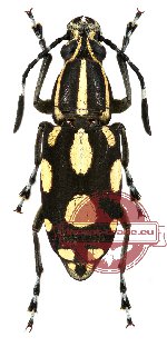 Xenocerus lacrymans Thomson, 1857