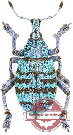 Eupholus bartolossii