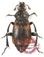 Nicrophorus (s.str.) sp. 3 (5 pcs)