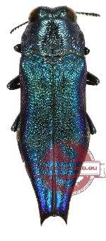 Agrilus acutus