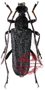 Anoploderomorpha abstrusa (5 pcs)