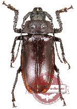 Rhaphipodus celebensis