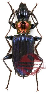 Catascopus (s.str.) wallacei (5 pcs)