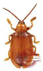Hispodonta unicolor Heller, 1916 - orange form