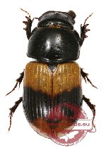 Aphodius elegans (5 pcs)