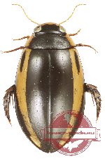Hydaticus conjugens (5 pcs)