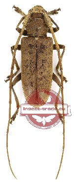 Acalolepta fulvoscutellata (A-)