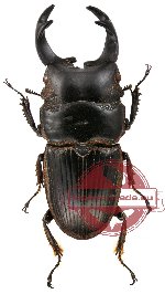 Aegus fornicatus (A-)