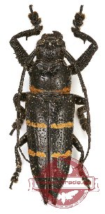 Xiphotheata moellendorfi (A2)