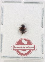 Scaphidiidae sp. 2A