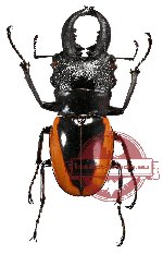 Odontolabis wollastoni (A2)