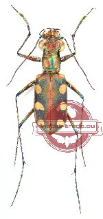 Cosmodela aurulenta (5 pcs)