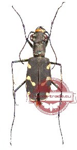 Calomera decemguttata (5 pcs A2)