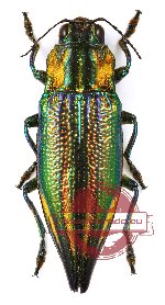 Cyphogastra (s.str.) impresipennis (A-)