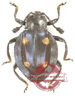 Eumorphus sp. 9 (5 pcs)