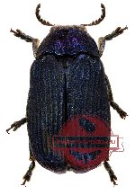 Aspidolopha cyanea (10 pcs)