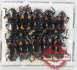 Scientific lot no. 235 Erotylidae (10 pcs A2)