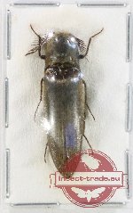 Elateridae sp. 56