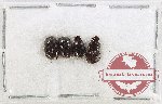 Scientific lot no. 1175 Coprophaga (Onthophagus spp.) (4 pcs)