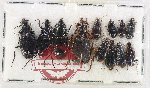 Scientific lot no. 1034 Carabidae (12 pcs)