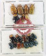 Scientific lot no. 720 Chrysomelidae (19 pcs)