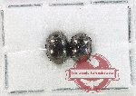 Scientific lot no. 725 Chrysomelidae (2 pcs)