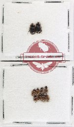 Hydrophilidae Scientific lot no. 72A (10 pcs)