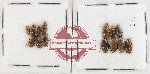 Hydrophilidae Scientific lot no. 404 (14 pcs)