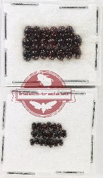 Hydrophilidae Scientific lot no. 418 (40 pcs)