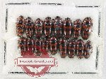 Scientific lot no. 247 Erotylidae (17 pcs)
