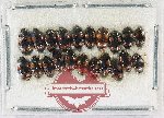 Scientific lot no. 237 Erotylidae (20 pcs)