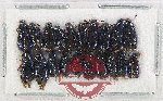 Scientific lot no. 135 Cleridae (20 pcs)
