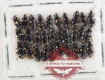 Scientific lot no. 1049 Carabidae (30 pcs)