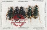 Scientific lot no. 1043 Carabidae (5 pcs)