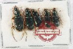 Scientific lot no. 1041 Carabidae (Chlaenius spp.) (5 pcs)