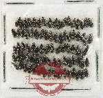 Scientific lot no. 1048 Carabidae (ca 85 pcs)