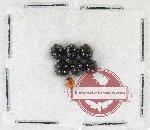 Scientific lot no. 165 Coccinelidae (7 pcs)