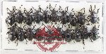 Scientific lot no. 120 Endomychidae (20 pcs A-/A2)